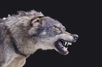 Rozwój populacji wilków w polskich lasach