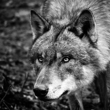 Hierarchia w stadzie wilków