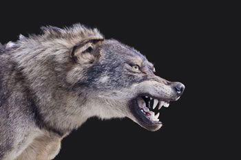 Pożywienie dorosłych wilków
