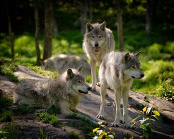 Zmiana środowiskowa wilków